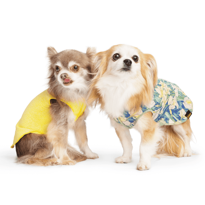 Two small long haired chihuahuas wearing Sun Shield Tees in Butter Yellow and Daffodils a white background 