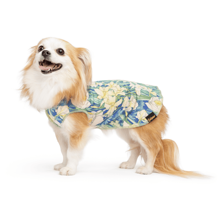 Long haired chihuahua wearing a daffodil print Sun Shield Tee on a white background