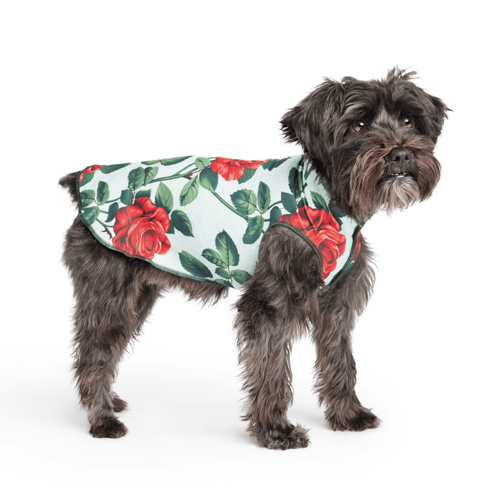 Mini Schnauzer wearing a blue Sun Tee  with large red roses on a white background