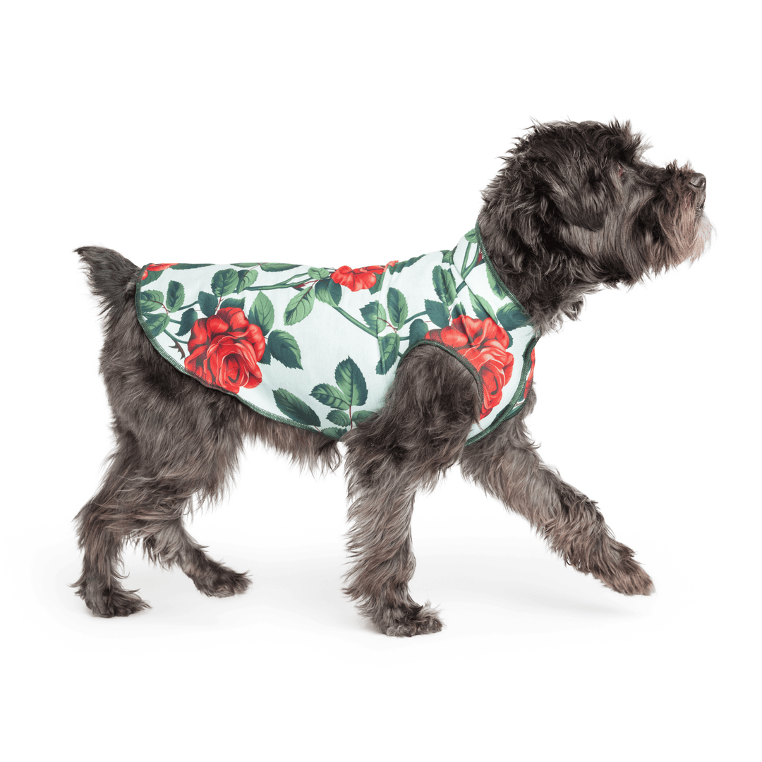 Mini Schnauzer wearing a blue Sun Tee  with large red roses on a white background