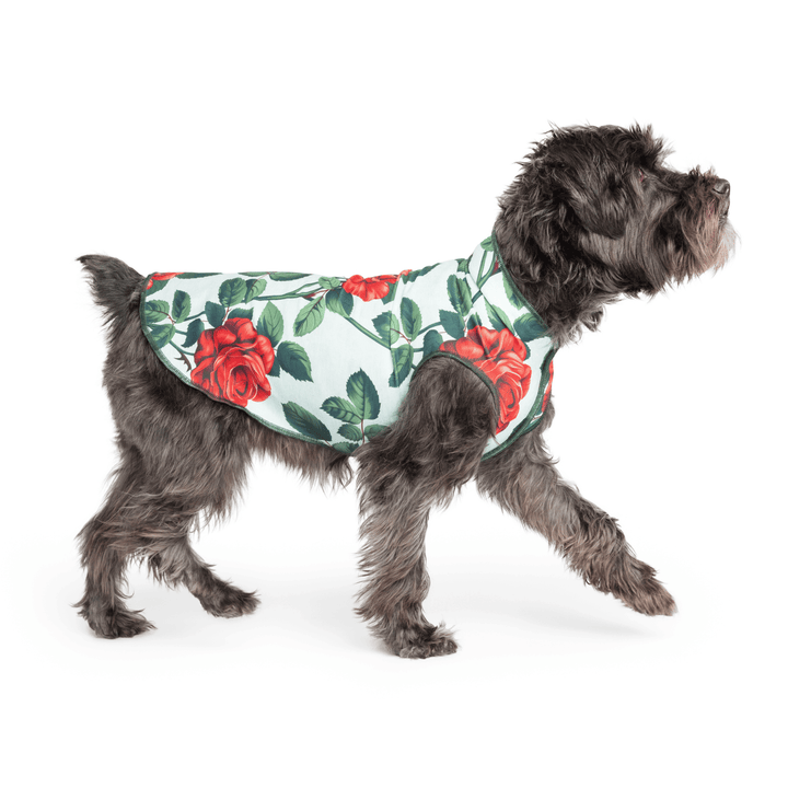 Mini Schnauzer wearing a blue Sun Tee  with large red roses on a white background