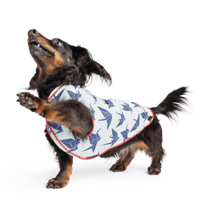 Mini Dachshund wearing an origami crane patterned Sun Shield Tee on a white background