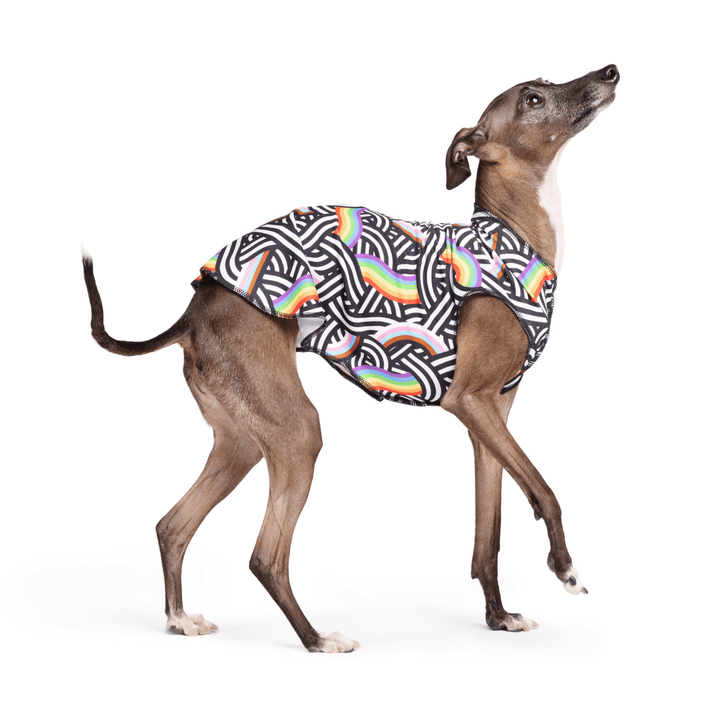 An Italian Greyhound walks wearing a multicolored geometric pattern Sun Tee in front of a white background