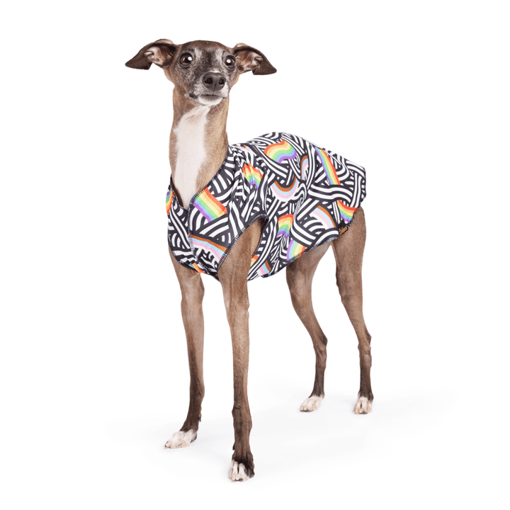 An Italian Greyhound stands wearing a multicolored geometric pattern Sun Tee in front of a white background