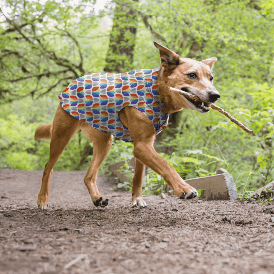 A dog trots in the woods wearing multicolor tulip pattern Sun Tee with a stick in its mouth