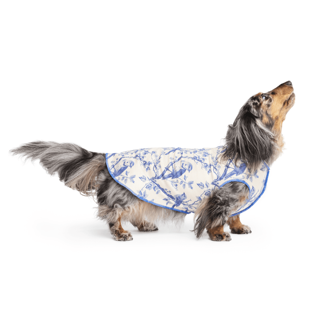 Mini Dachshund wearing a blue and white toile patterned Sun Shield Tee on a white background