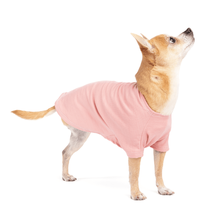 A three legged Chihuahua standing in a Desert Rose Merino Crew in front of a white background