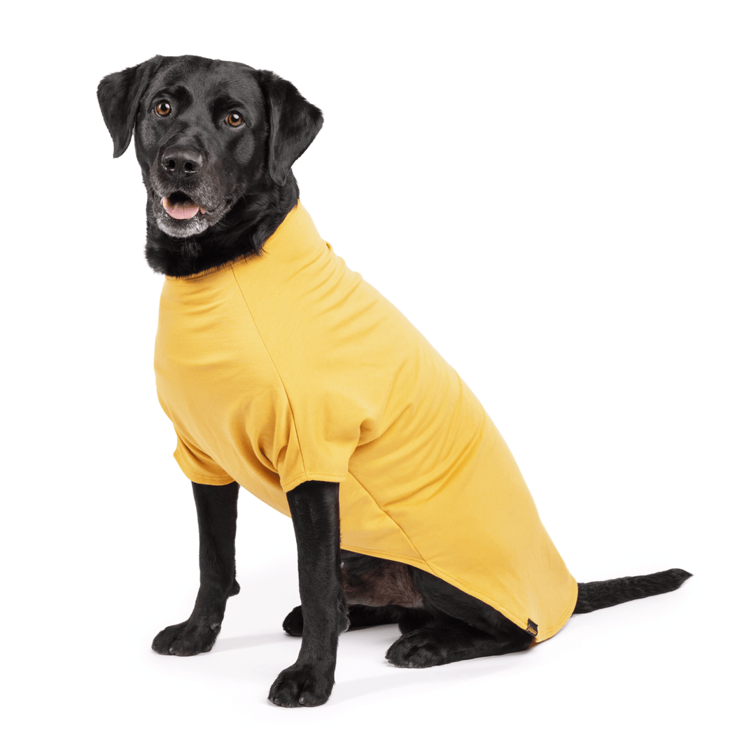 A black Lab sitting in a Gold Merino Crew in front of a white background