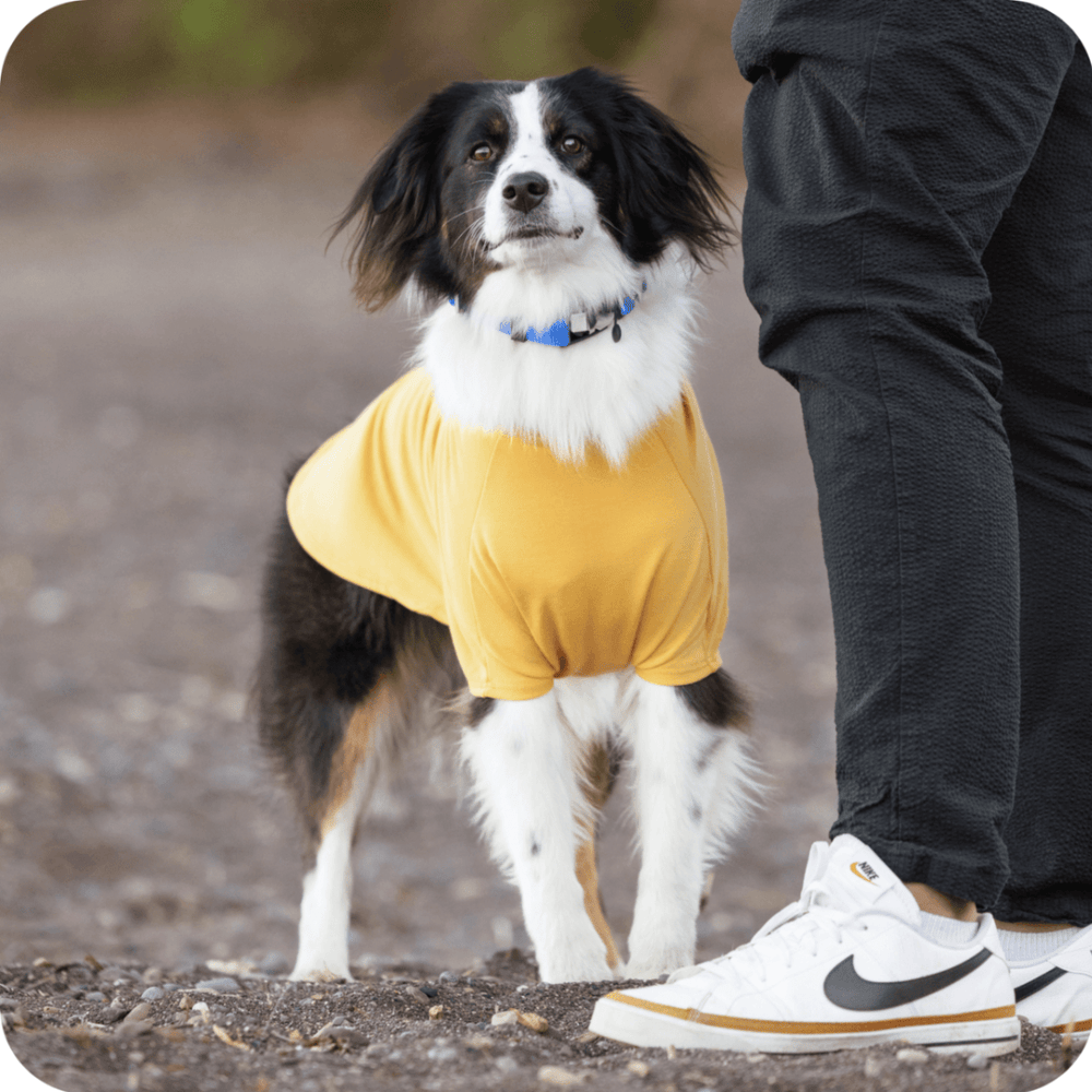 Dog wearing a yellow Merino Wool Crew standing next to a person on a path