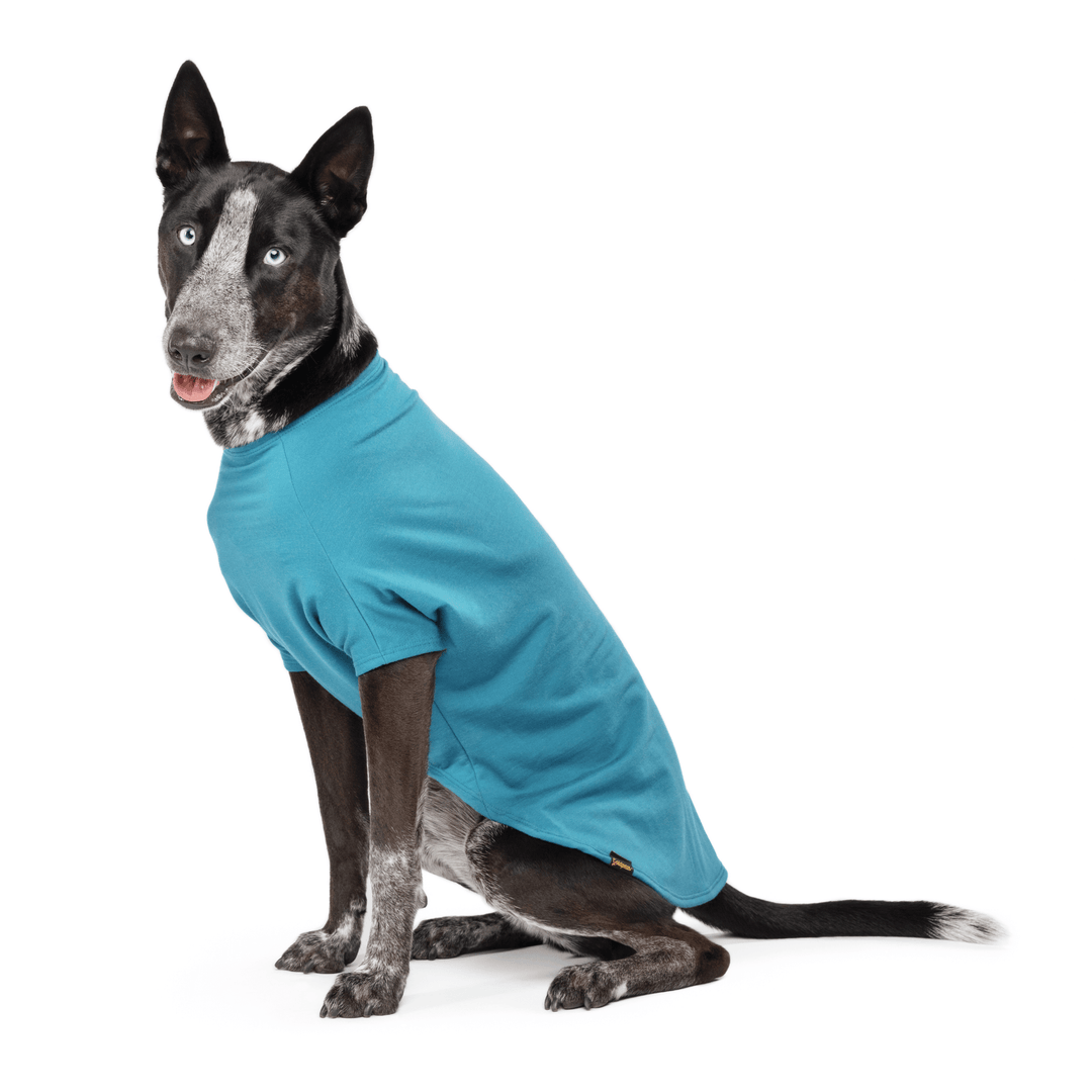A black dog sitting in a Lagoon Blue Merino Crew in front of a white background