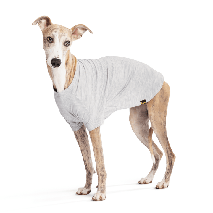 An Italian Greyhound standing in a Pebble Merino Crew in front of a white background