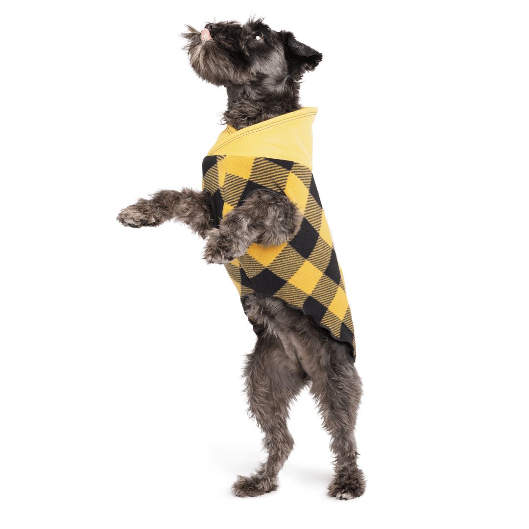 A mini schnauzer wearing a yellow and black checkered pullover with a built-in shawl collar.