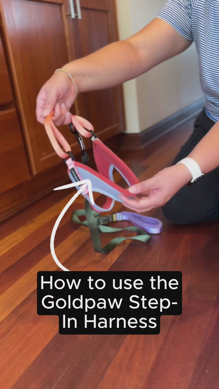 Featherweight Step In Harness