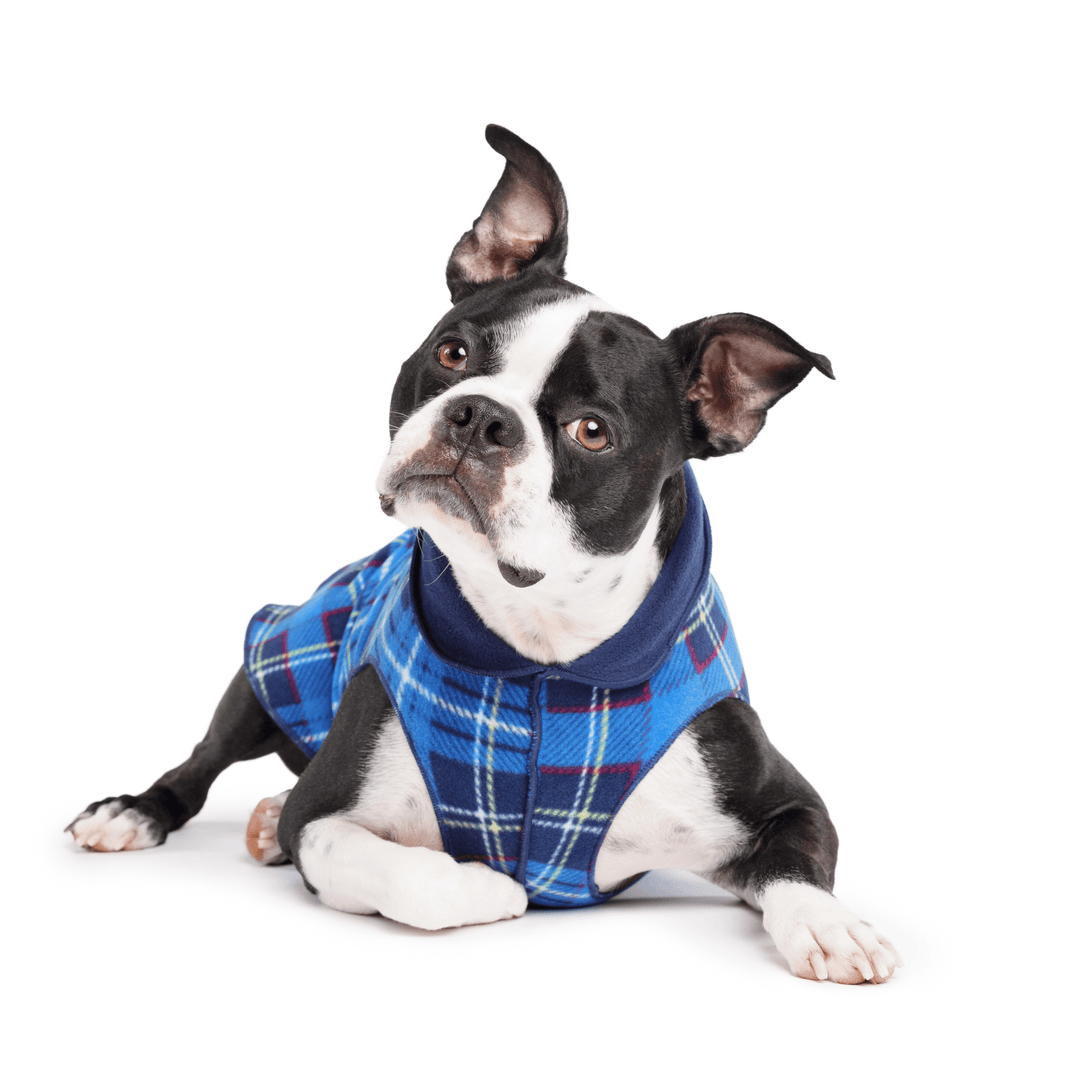 A Boston Terrier lays while wearing a blue plaid and navy double fleece in front of a white background