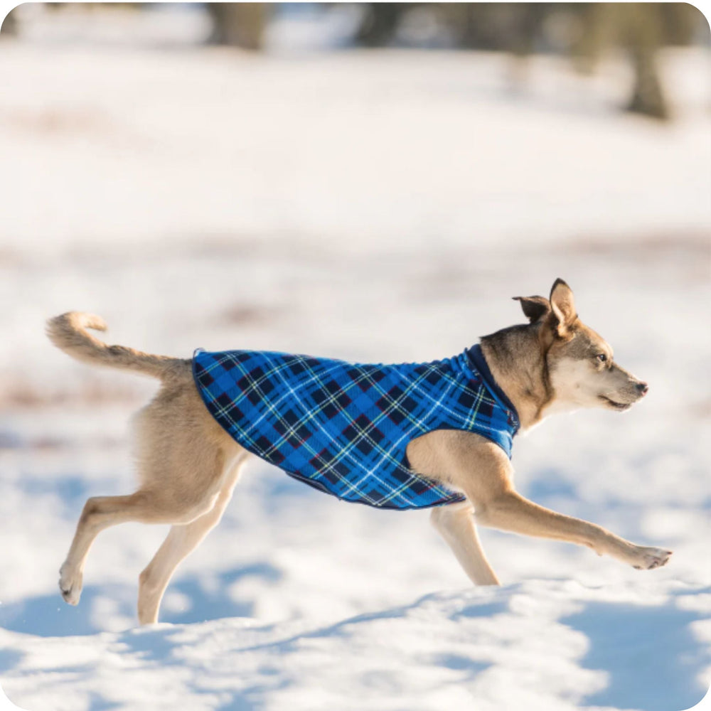 A dog runs in the snow in a Blue Plaid stretch fleece