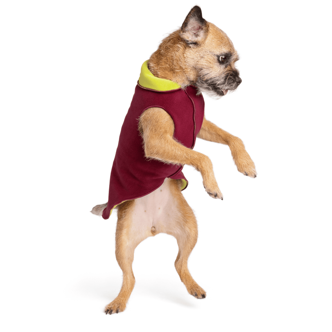 A Border Terrier jumps wearing a Garnet and Avocado green Duluth Double Fleece in front of a white background