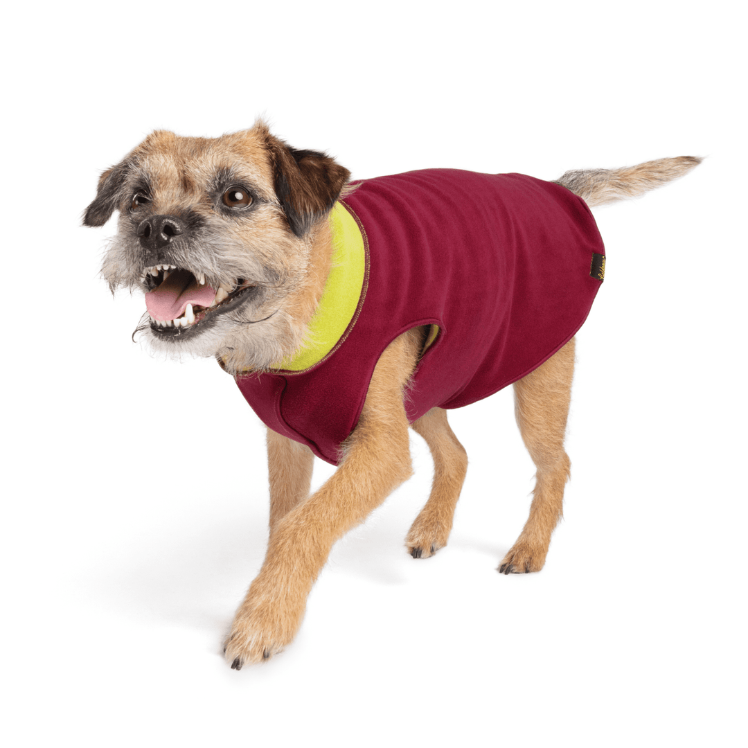 A Border Terrier walks wearing a Garnet and Avocado green Duluth Double Fleece in front of a white background