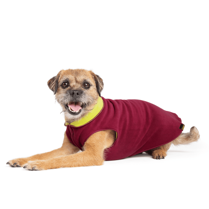 A Border Terrier lays wearing a Garnet and Avocado green Duluth Double Fleece in front of a white background