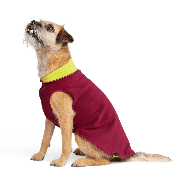 A Border Terrier sits wearing a Garnet and Avocado green Duluth Double Fleece in front of a white background