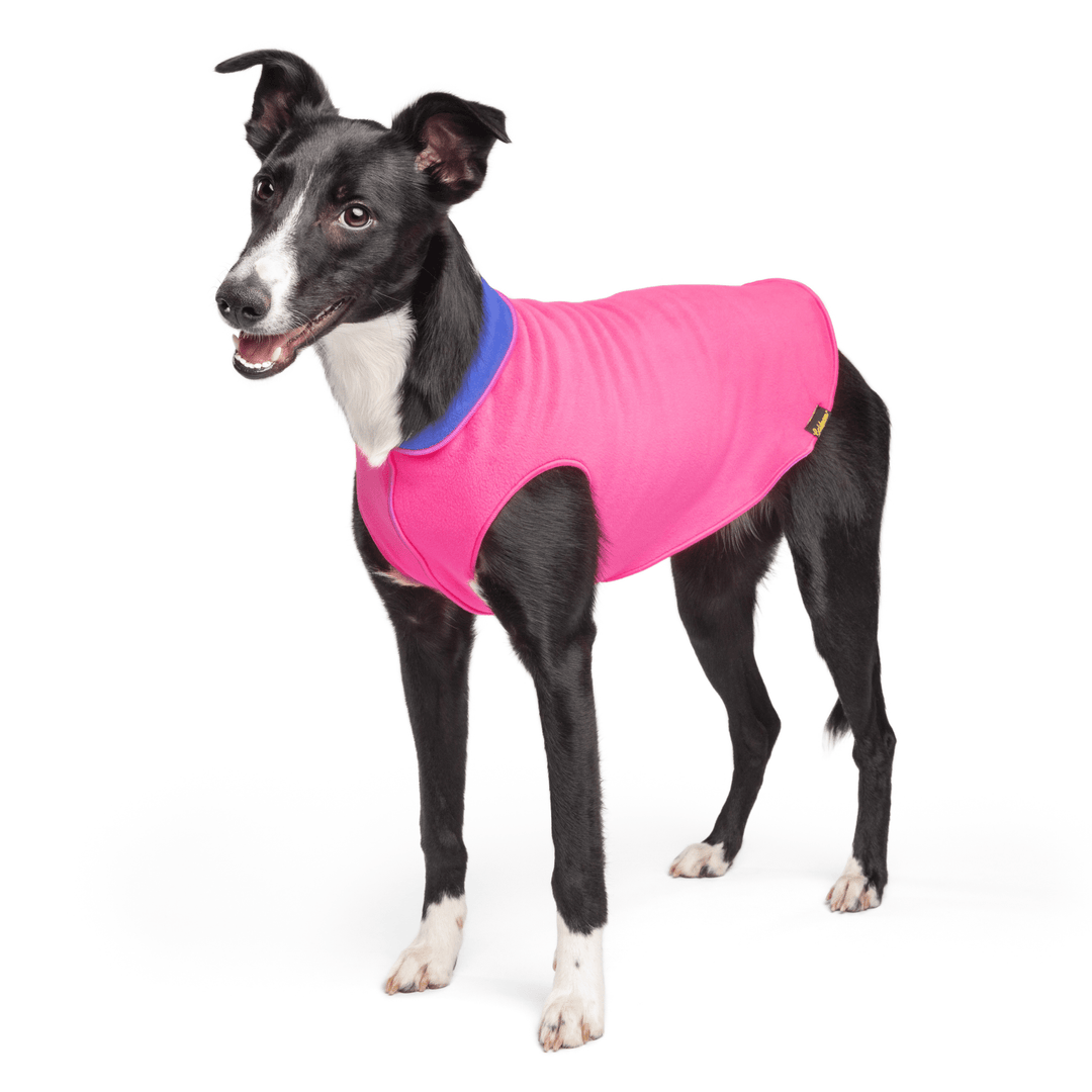 A black dog stands wearing a Hot Pink and Cornflower Blue Duluth Double Fleece in front of a white background
