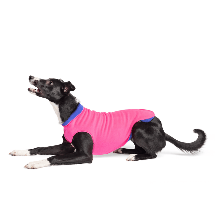 A black dog lays wearing a Hot Pink and Cornflower blue Duluth Double Fleece in front of a white background