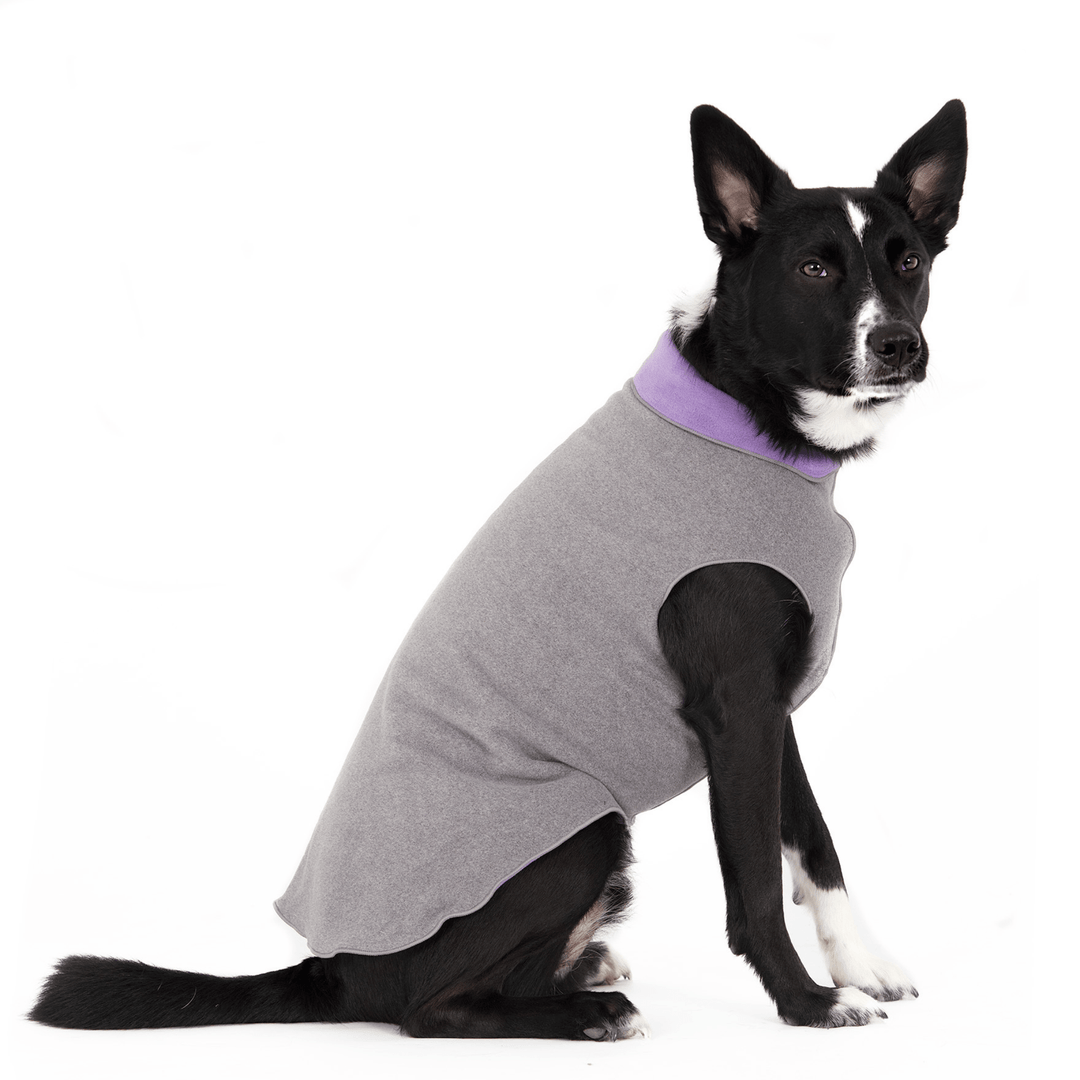 A border collie wears a charcoal and lavender double fleece in front of a white background