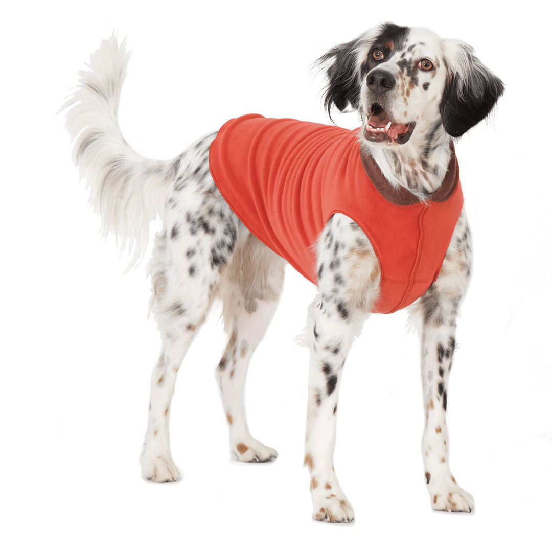 A Setter standing wearing a Paprika orange and chestnut brown Double Fleece in front of a white background