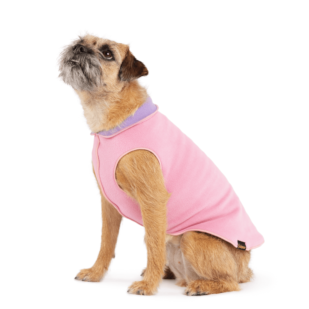 Border Terrier sitting wearing a rose pink and lavender double fleece in front of a white background