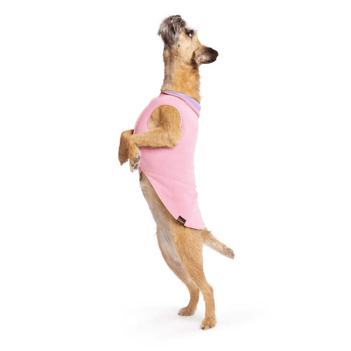 A border terrier jumps while wearing a rose pink and lavender double fleece