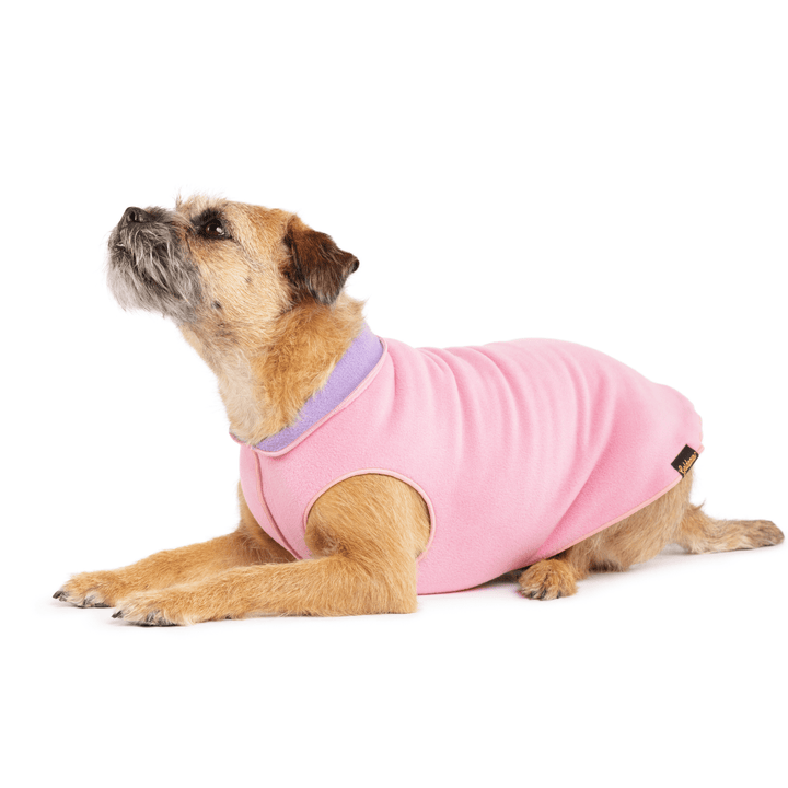 A border terrier lays wearing a rose pink and lavender double fleece in front of a white background
