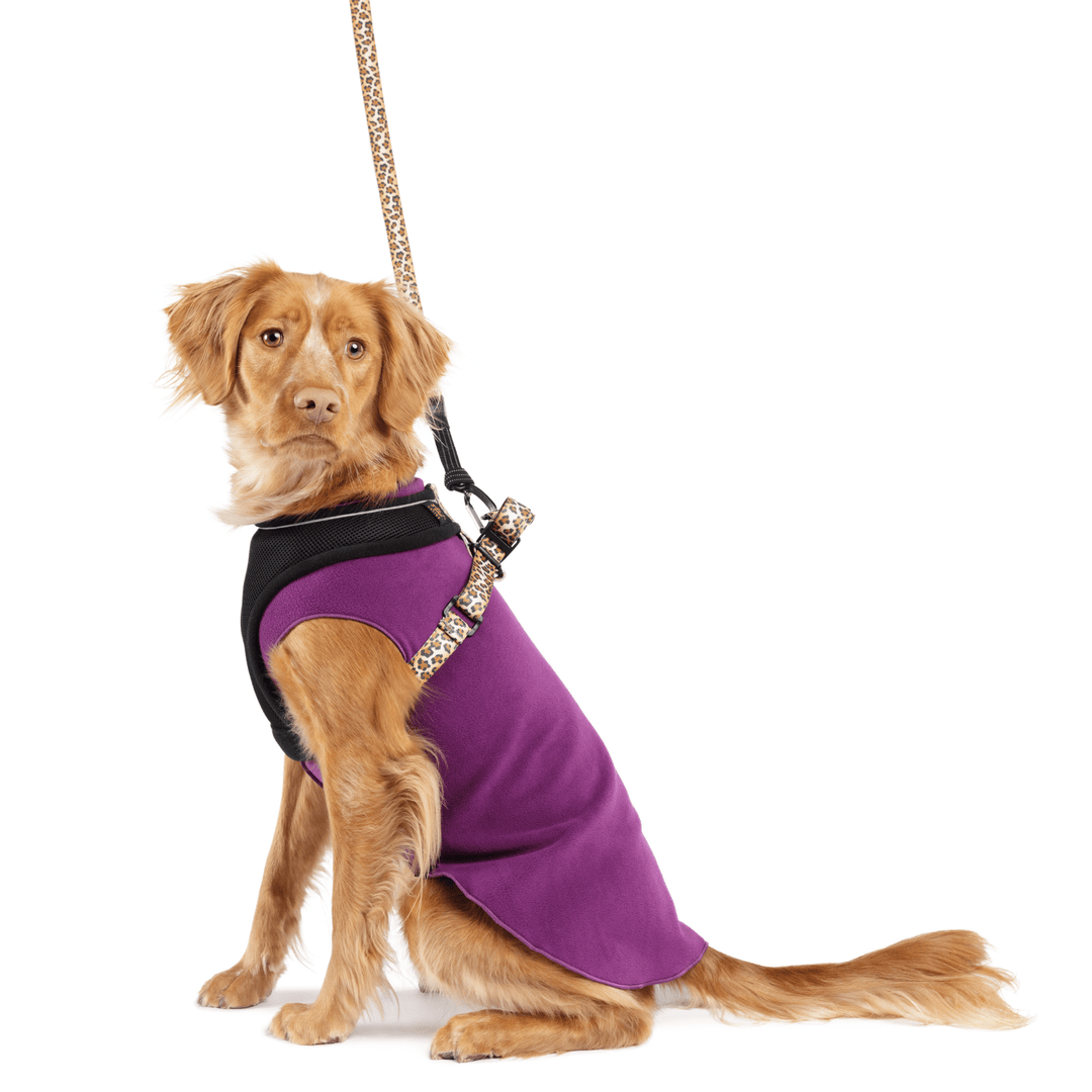 A dog sits wearing an eggplant stretch fleece with a leopard print harness on top with a matching leash attached