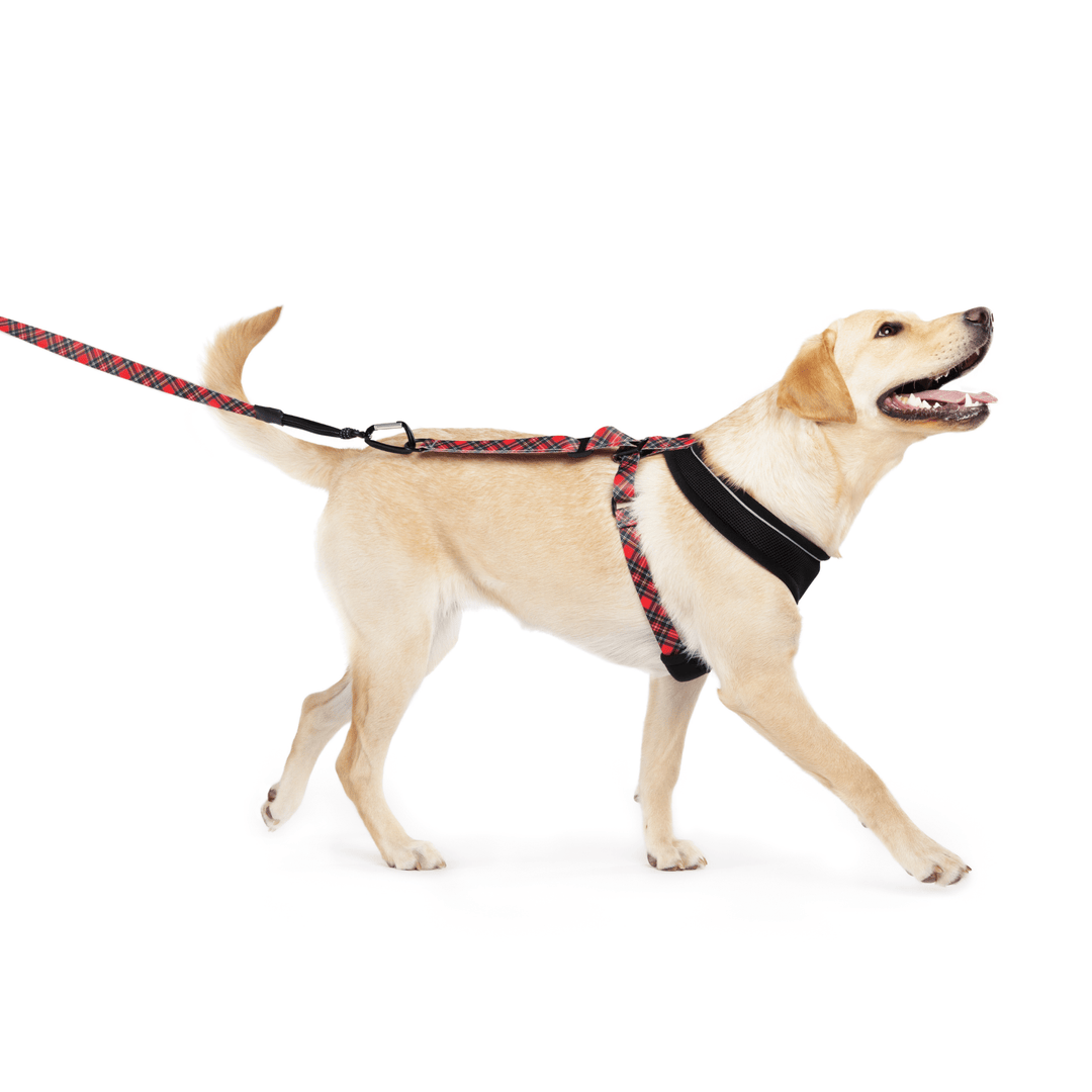 A labrador walks while wearing a harness and matching red plaid leash in front of a white background