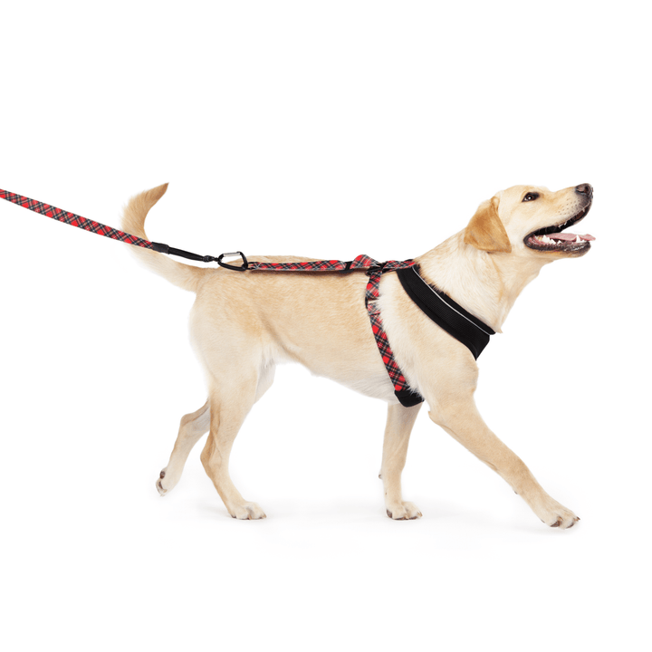 A labrador walks while wearing a harness and matching red plaid leash in front of a white background