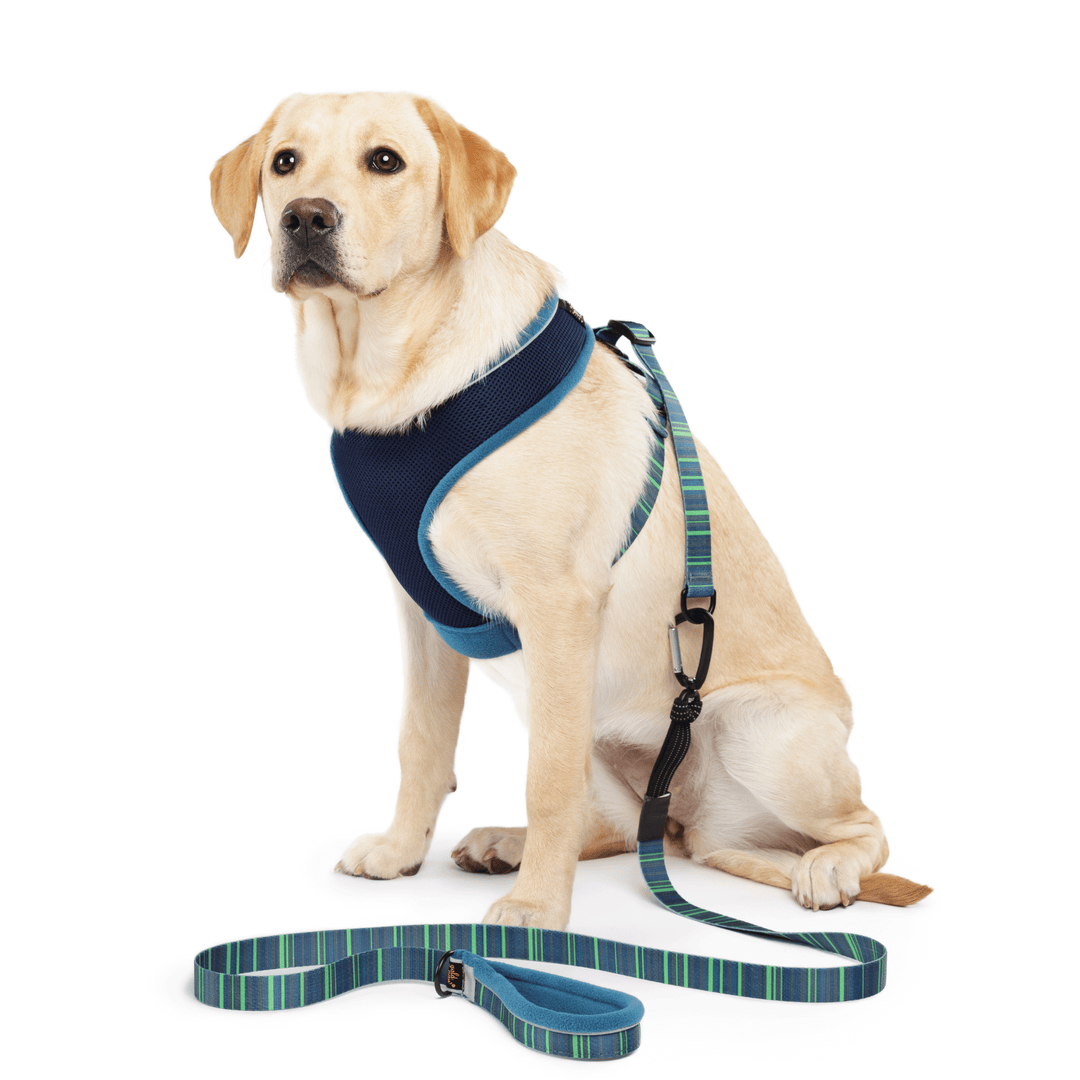 A Labrador sits wearing a blue harness with a matching striped leash attached