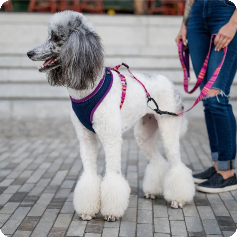 A poodle stands wearing a purple and pink harness with its owner holding the matching leash on a city sidewalk