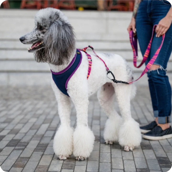 A poodle stands wearing a purple and pink harness with its owner holding the matching leash on a city sidewalk