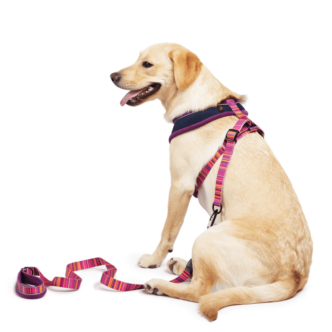 A Labrador sits wearing a purple harness with a matching striped leash attached