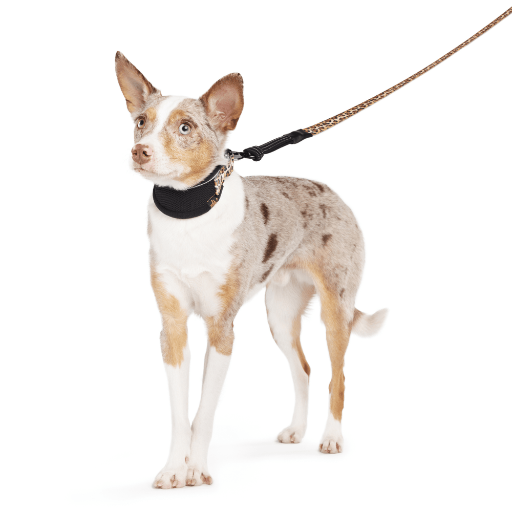 A Koolie stands wearing a black hound martingale collar with leopard straps and a matching leash in front of a white background