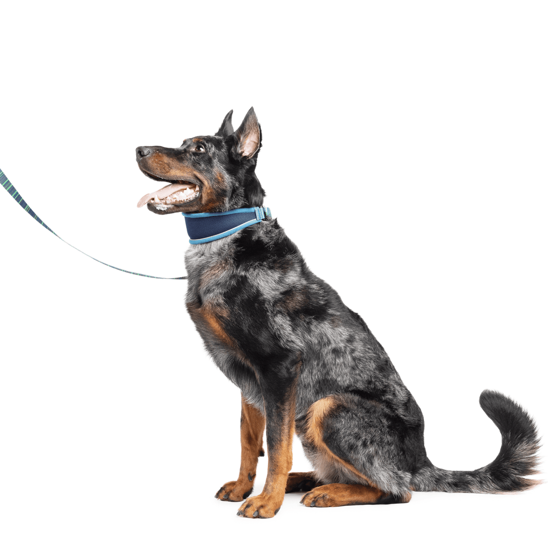 A Beauceron sits wearing a blue Martingale hounf collar with a blue and green striped leash in front of a white background