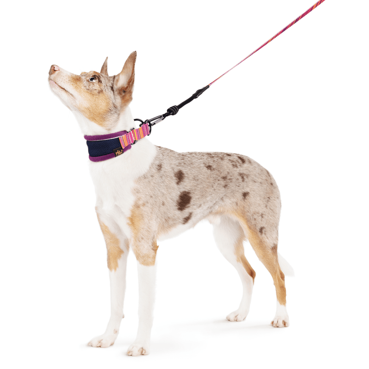 A Koolie stands wearing a navy hound martingale collar with purple piping and pink and orange striped straps and a matching leash in front of a white background