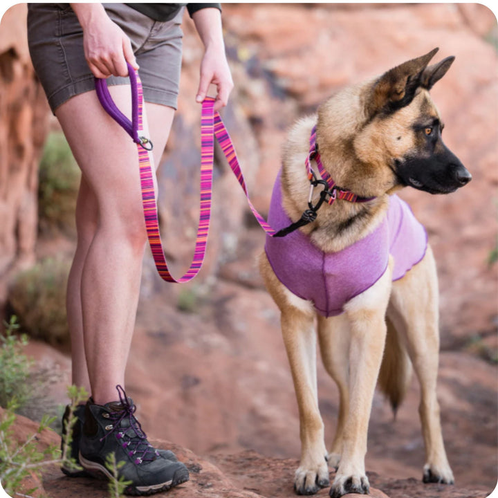 A woman stands holding a multicolored striped leash attached to a German Shepherd wearing a matching collar and a violet sun tee in a canyon