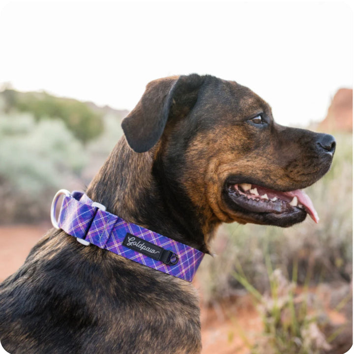 A dog sits wearing a Mulberry plaid martingale collar in the desert
