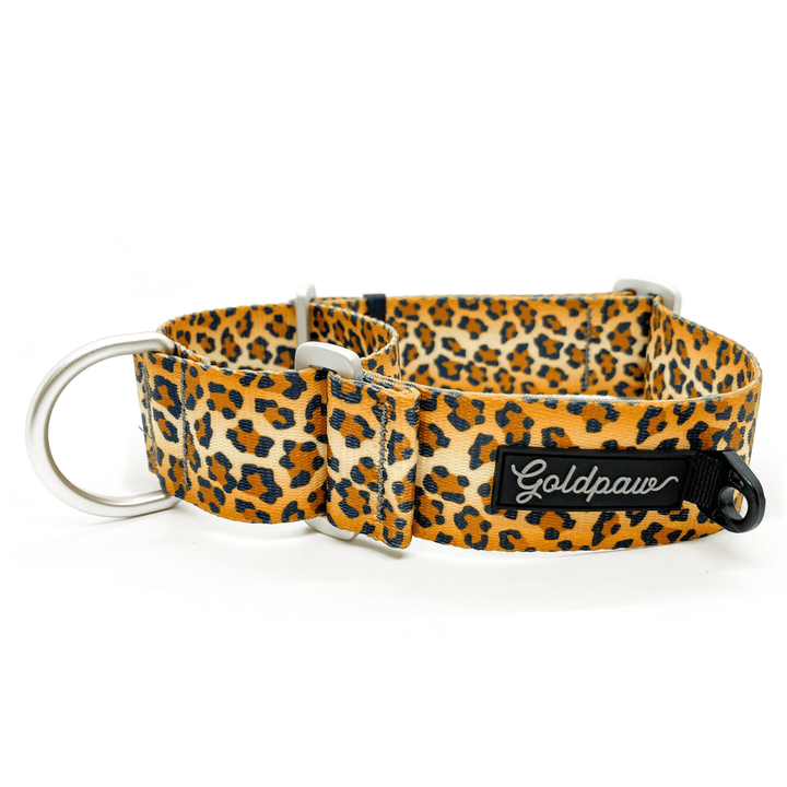 A leopard dog collar with a Goldpaw logo on a white background