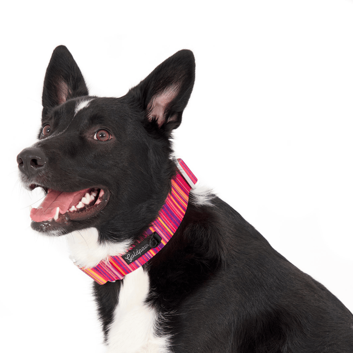 A dog wears a pink striped print martingale collar on a white background
