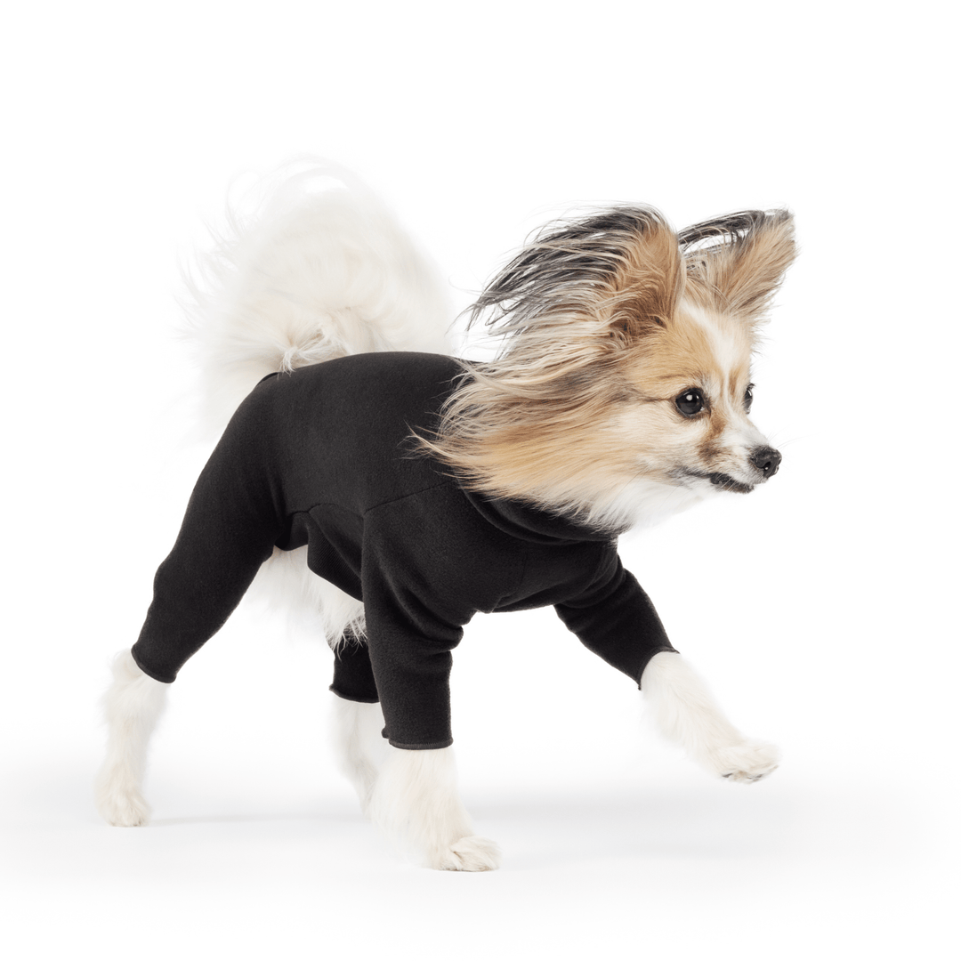 A Papillon walks wearing a black onesie in front of a white background