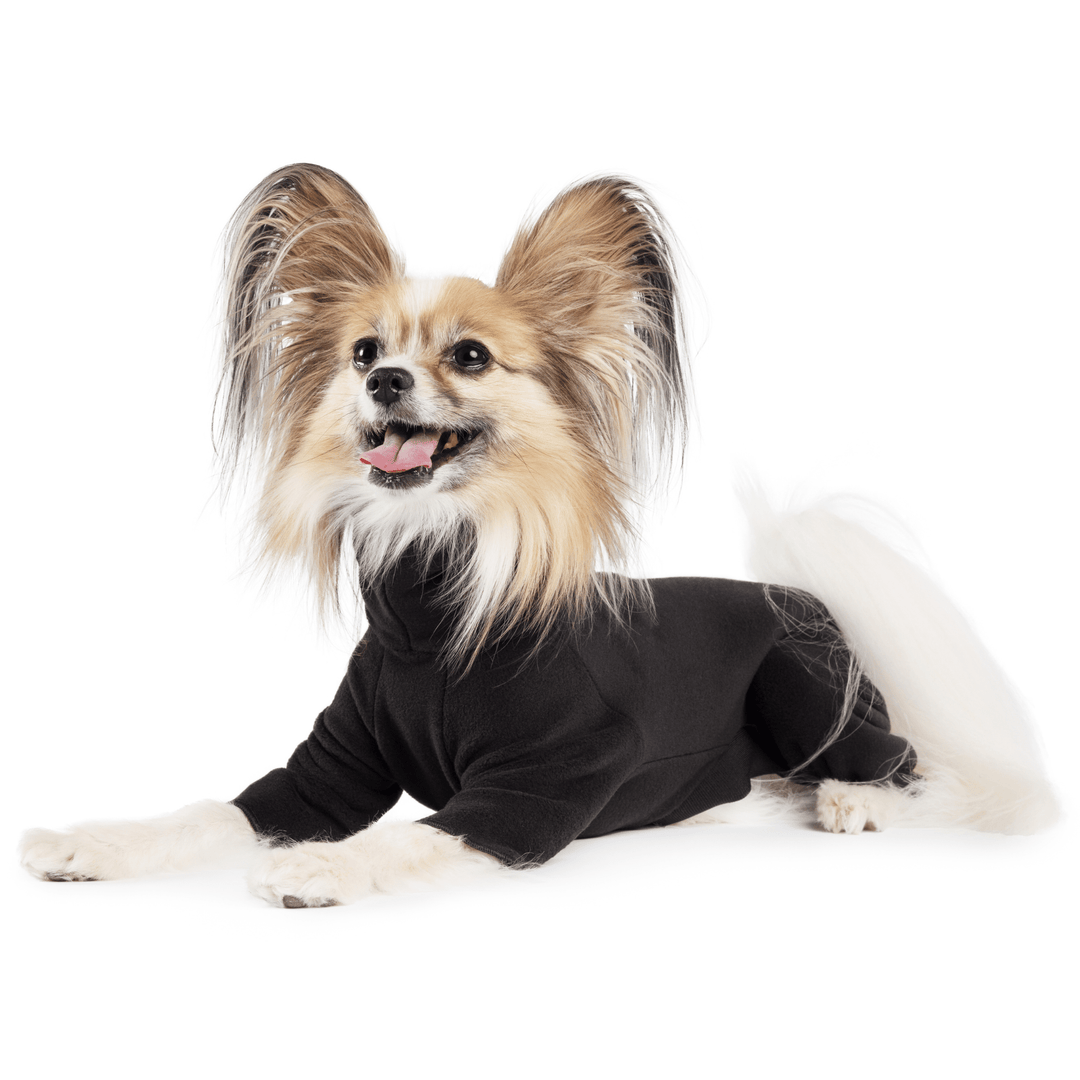 A Papillon lays wearing a black onesie in front of a white background