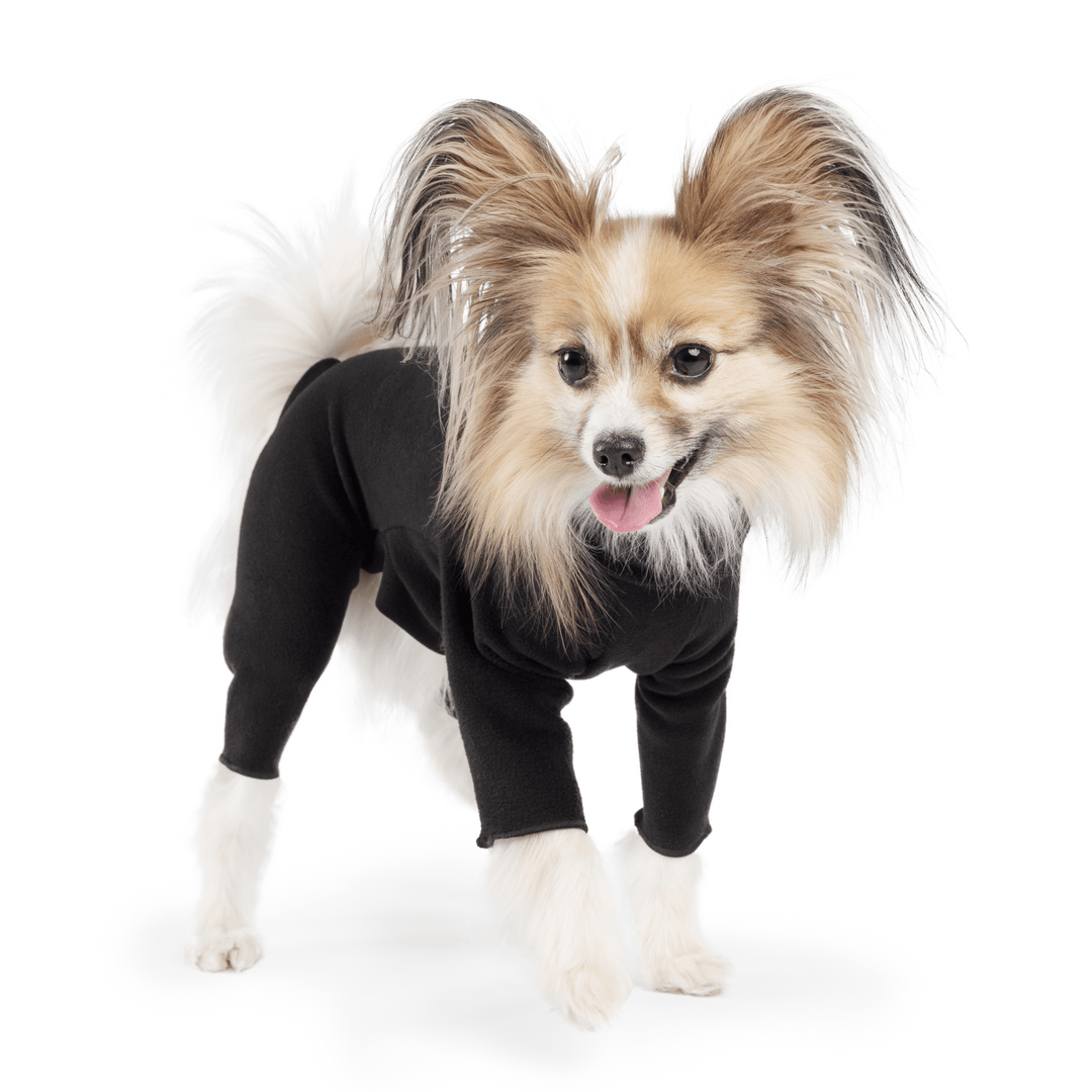 A Papillon stands wearing a black onesie in front of a white background