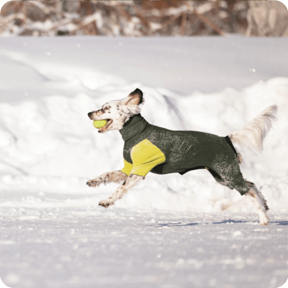 A setter runs in the snow holding a ball in its mouth and wearing a hunter green and avocado green onesie