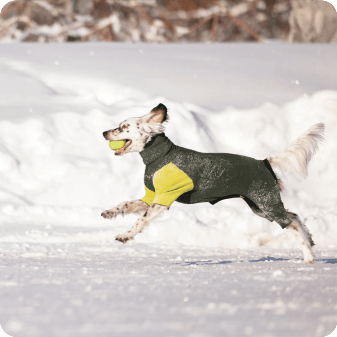 A setter runs in the snow holding a ball in its mouth and wearing a hunter green and avocado green onesie