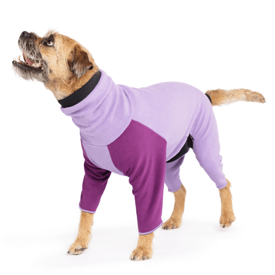 A border terrier stands wearing a lavender onesie with eggplant purple front legs in front of a white background